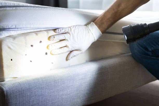 Best Pest Removal Services  in Big Sky, MT